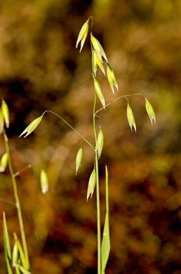 image of Avena sativa, Domestic Oats