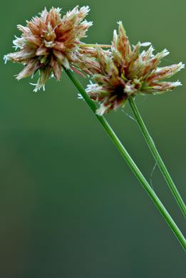 spikelet