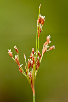 image of Bulbostylis coarctata, Elliott's Hairsedge