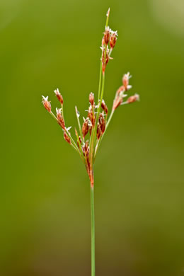 spikelet