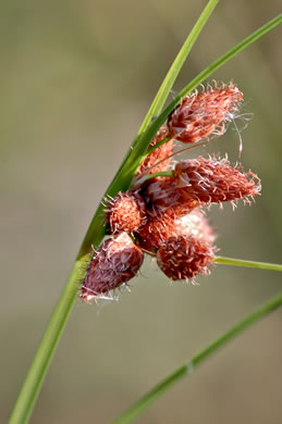 image of Bolboschoenus robustus, Saltmarsh Bulrush