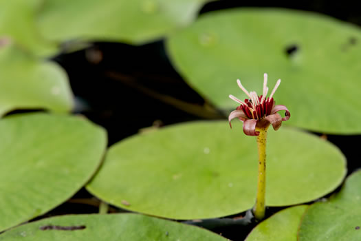 image of Brasenia schreberi, Water-shield, Purple Wen-dock