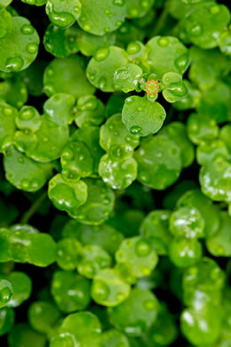 image of Chrysosplenium americanum, Golden-saxifrage, Water-carpet, Water-mat