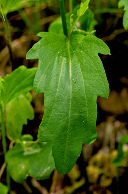 image of Cardamine bulbosa, Bulbous Bittercress, Spring Cress