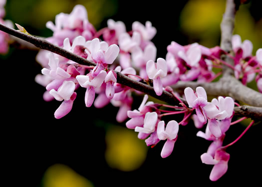 Eastern Redbud