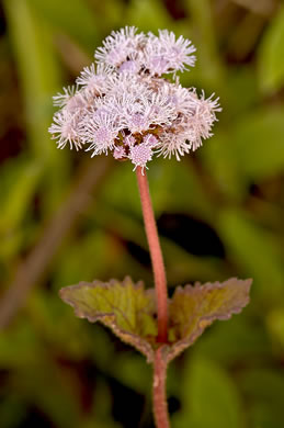 image of Conoclinium coelestinum, Mistflower, Wild Ageratum, Hardy Ageratum