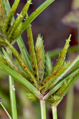 image of Cyperus compressus, Poorland Flatsedge