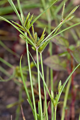 image of Cyperus compressus, Poorland Flatsedge