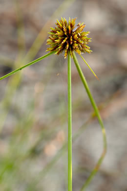 image of Cyperus filiculmis, Southeastern Flatsedge