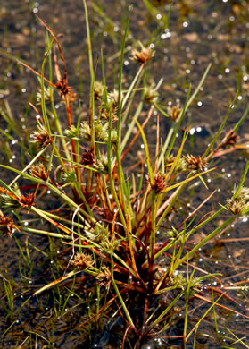 image of Cyperus granitophilus, Granite Flatsedge