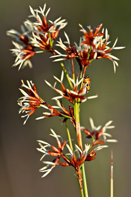 image of Cladium jamaicense, Sawgrass