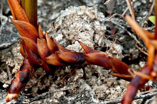 image of Cladium jamaicense, Sawgrass