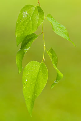 image of Celtis laevigata, Sugarberry, Southern Hackberry, Smooth Hackberry, Lowland Hackberry