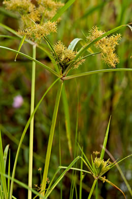 image of Cyperus odoratus var. odoratus, Fragrant Flatsedge