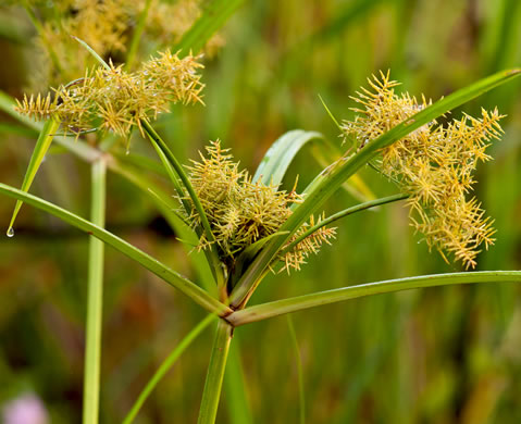 image of Cyperus odoratus var. odoratus, Fragrant Flatsedge