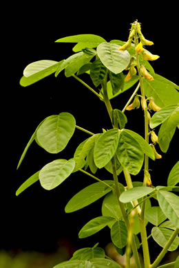 image of Crotalaria pallida var. obovata, Smooth Rattlebox