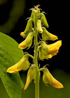 image of Crotalaria pallida var. obovata, Smooth Rattlebox