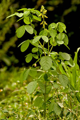 image of Crotalaria pallida var. obovata, Smooth Rattlebox