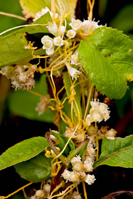 image of Cuscuta pentagona, Five-angled Dodder