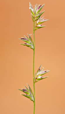 image of Chasmanthium sessiliflorum var. sessiliflorum, Longleaf Woodoats, Longleaf Spikegrass, Upland Oats