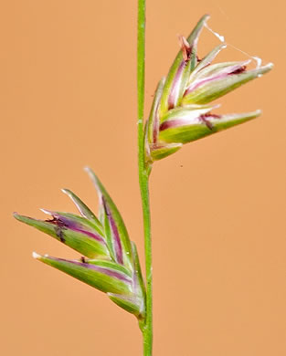 image of Chasmanthium sessiliflorum var. sessiliflorum, Longleaf Woodoats, Longleaf Spikegrass, Upland Oats