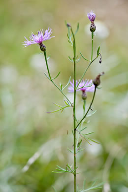 image of Centaurea stoebe ssp. micranthos, Spotted Knapweed, Bushy Knapweed