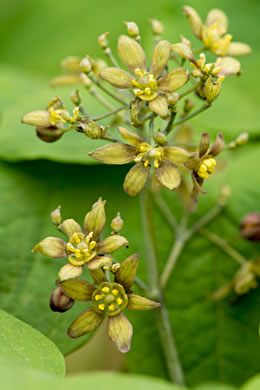 image of Caulophyllum thalictroides, Common Blue Cohosh, Papooseroot, Green Vivian