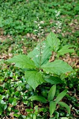 image of Collinsonia verticillata, Whorled Horsebalm