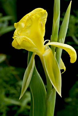 image of Canna flaccida, Golden Canna, Yellow Canna, Indian Shot