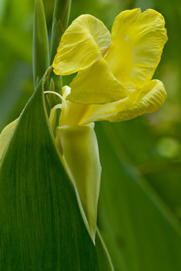 Golden Canna