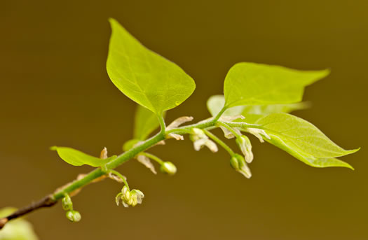 image of Celtis laevigata, Sugarberry, Southern Hackberry, Smooth Hackberry, Lowland Hackberry