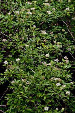 image of Swida foemina, Southern Swamp Dogwood