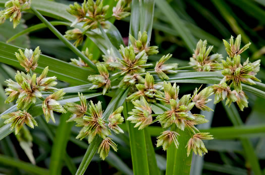 spikelet