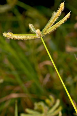 image of Dactyloctenium aegyptium, Crowfoot Grass