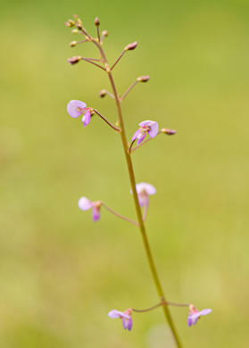 image of Desmodium lineatum, Matted Tick-trefoil, Sand Tick-trefoil