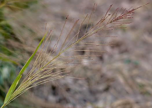 panicle