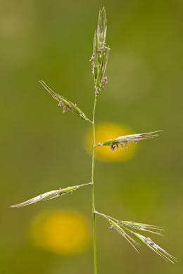 image of Danthonia sericea, Silky Oatgrass, Downy Oatgrass, Downy Danthonia