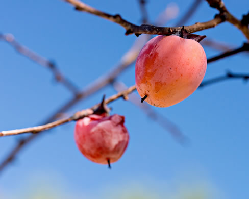 image of Diospyros virginiana, American Persimmon, Possumwood, Simmon