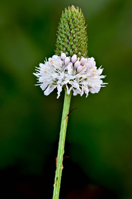 image of Dalea carnea, Pink-tassels