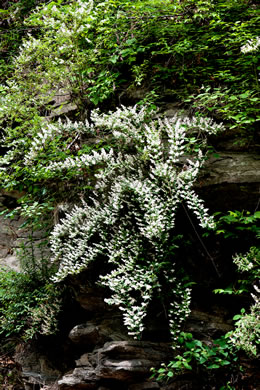 image of Deutzia crenata var. crenata, Deutzia, crenate Pride-of-Rochester