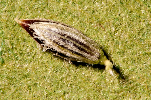 spikelet