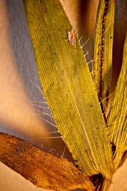 image of Dichanthelium strigosum var. glabrescens, Hairless Witchgrass