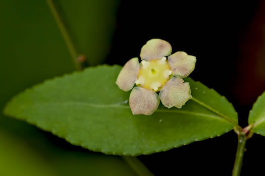 image of Euonymus americanus, Hearts-a-bustin', Strawberry-bush