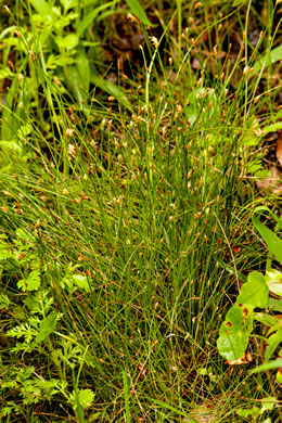 image of Eleocharis baldwinii, Baldwin's Spikerush, Slender Spikerush, Roadgrass, Hair Grass