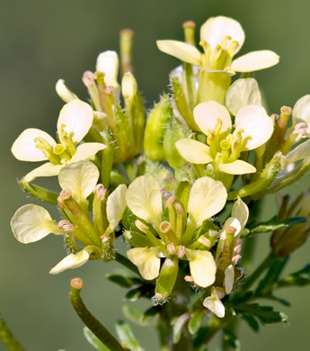 image of Erucastrum gallicum, Common Dog-mustard, Rocket-weed, French Rocket