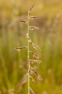 spikelet