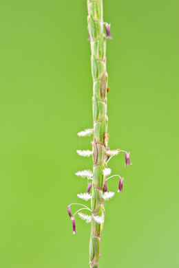 spikelet