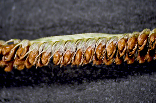 spikelet