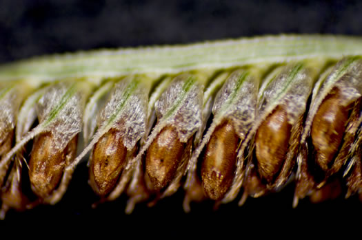 image of Eustachys petraea, Dune Fingergrass, Pinewoods Fingergrass