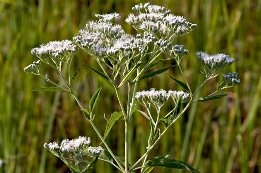 image of Eupatorium serotinum, Late-flowering Boneset, Late-flowering Thoroughwort, Late Eupatorium, Late Boneset